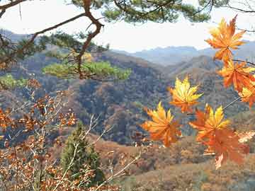 雷鋒網(wǎng)澳門開(kāi)獎(jiǎng)?wù)搲W(wǎng)址,新技術(shù)推動(dòng)方略_零售版38.349