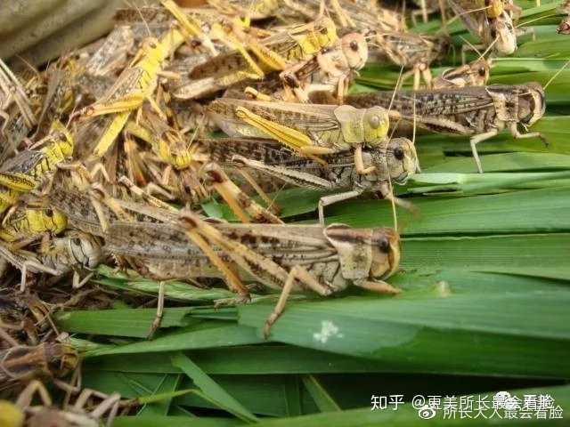 蝗蟲最新疫情，全球關注的生態(tài)挑戰(zhàn)